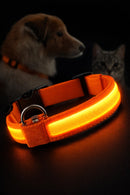 PetSafe Light